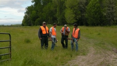 German Wirehaired Pointers in the field